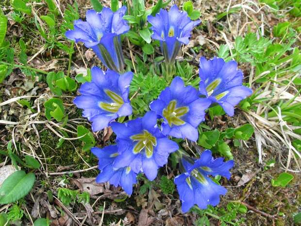 Gentiana на фото