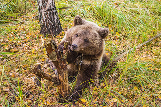 В Челябинской области медведи подбираются к людям