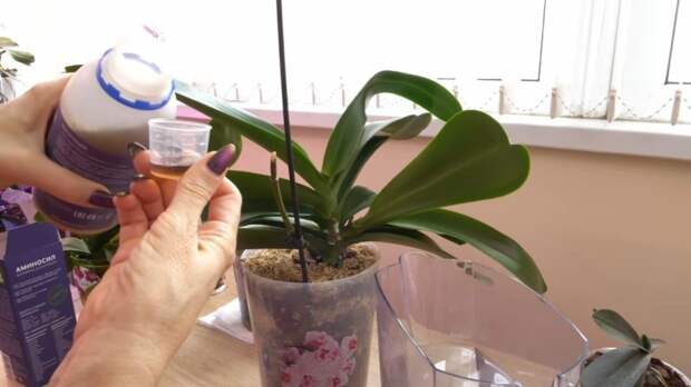 Аминокислоты для орхидей, которые оздоравливают растение