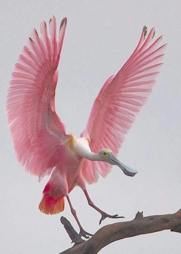 Розовая колпица великолепие, животные, интересное, красота, полет, птицы, факты