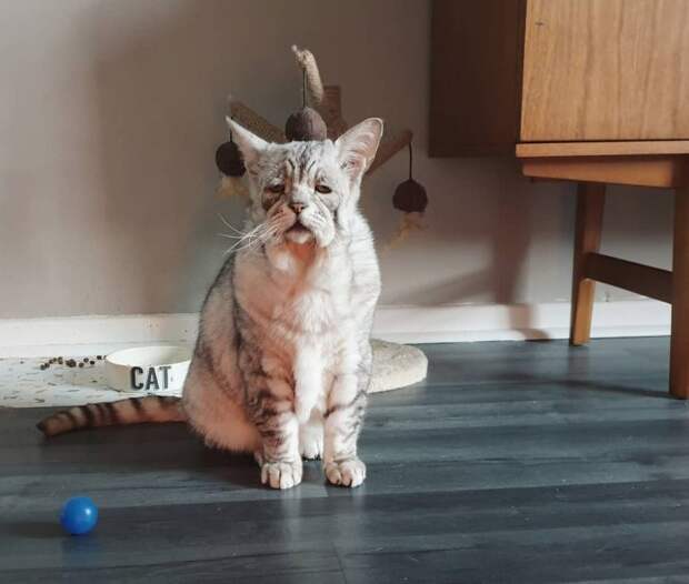 Кот с синдромом Элерса-Данлоса обрел новый дом