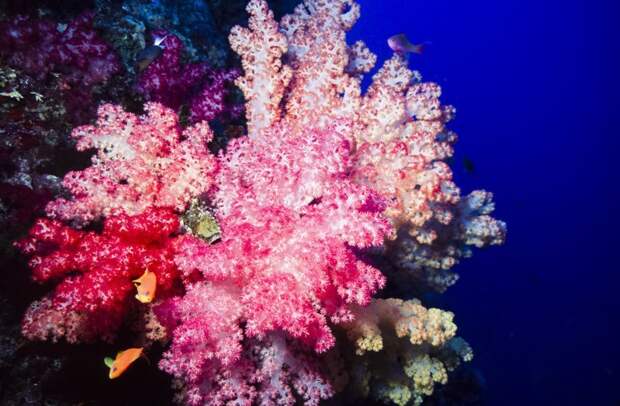 Как размножаются кораллы Вопрос-ответ, жемчуг, природа, просвещение, удивительное рядом, эрудиция