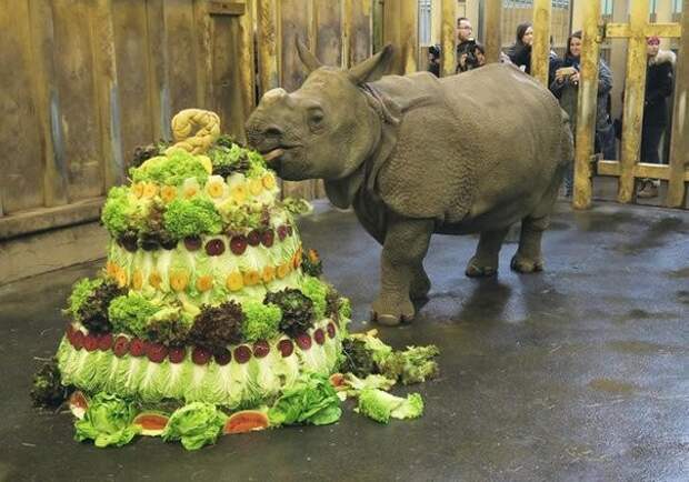 Торт на день рождения маленькому носорогу подборка, позитив, это интересно