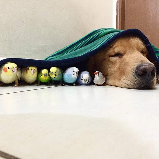 собака, 8 попугаев и хомяк 