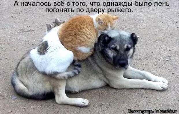 Лучшая котоматрица за неделю (31 шт)