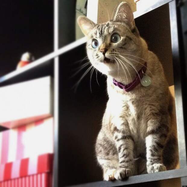 20 животных, которых тоже чертовски удивляет этот мир удивление, чувство, эмоции, животные