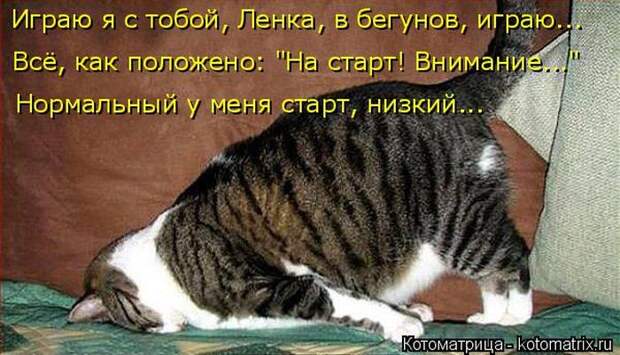 Лучшие котоматрицы недели Лучшие котоматрицы недели