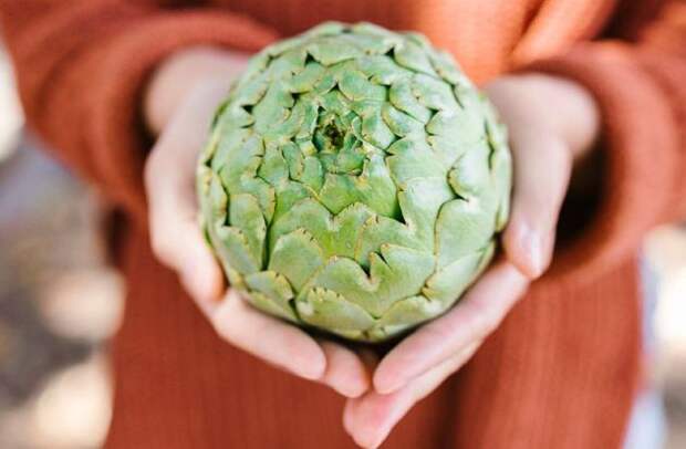 5 веских причин добавить артишок в свой рацион: полезные свойства этого недооцененного овоща