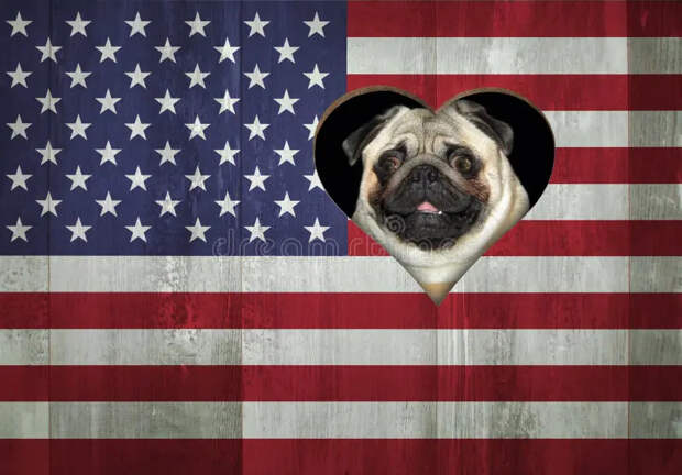 «Мы что, комнатные собачки Трампа?» — А вы в этом ещё и сомневались?