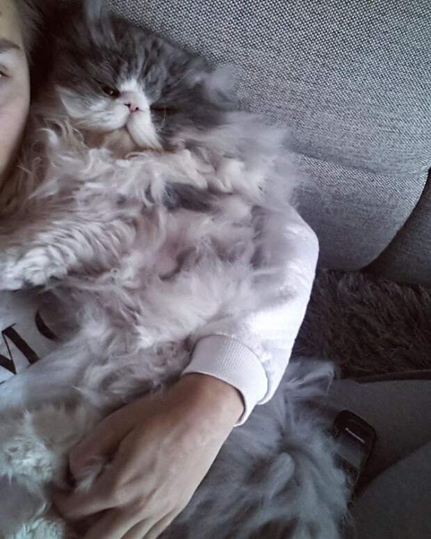 Is This A Cat Or A Sheep?