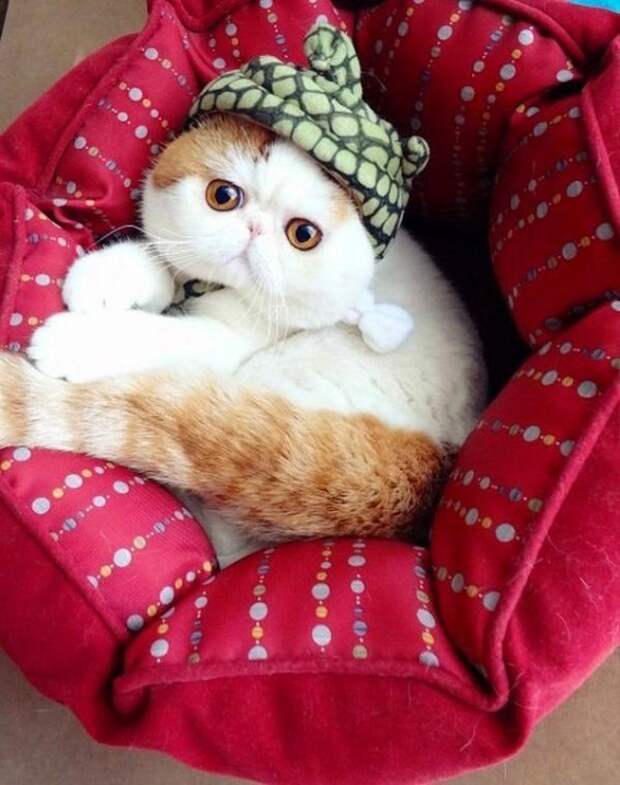 Кот Снупи - звезда интернета. Фото