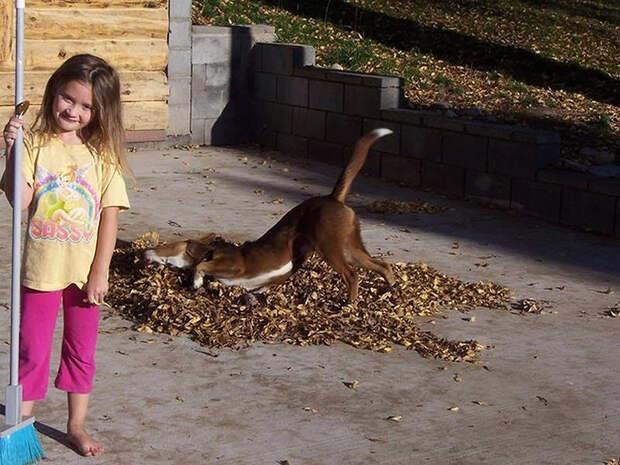 16 cамых забавных осенних фотографий собачек dogsnfall10 16 cамых забавных осенних фотографий собачек