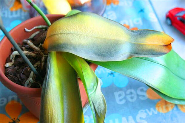 Обморожение орхидеи Фаленопсиса