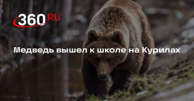На Итурупе медведь проснулся от зимней спячки и вышел к школе в селе Горном