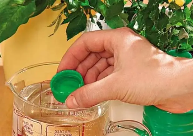 Аптечное копеечное средство, которое в момент вернет к жизни плохо растущие и чахнущие цветы