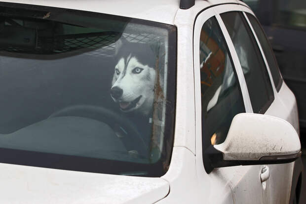 Россиянам напомнили про штрафы из-за животных в машине