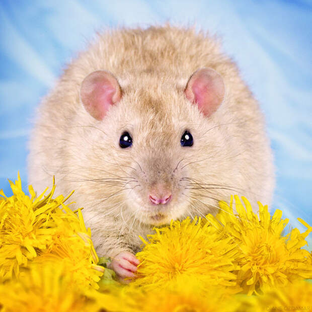 Весна Оздамар, грызун, животные, крыса, портрет, проект, съемка, фото