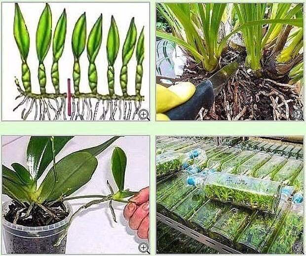 Как размножить орхидею. Орхидея фаленопсис размножение черенками. Вегетативное размножение орхидеи. Размножение орхидеи черенкованием. Размножение орхидеи в домашних.