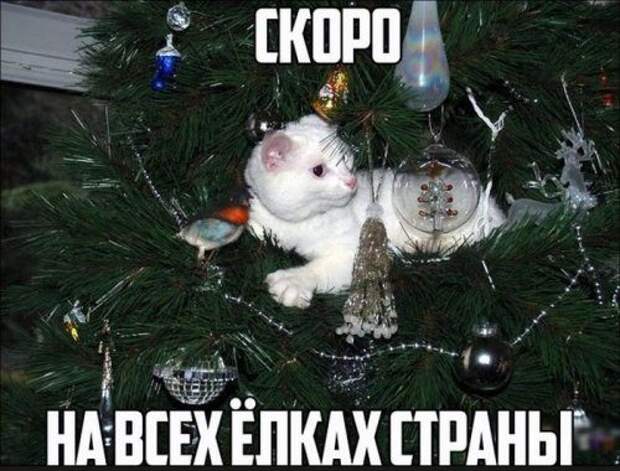 Самые прикольные картинки