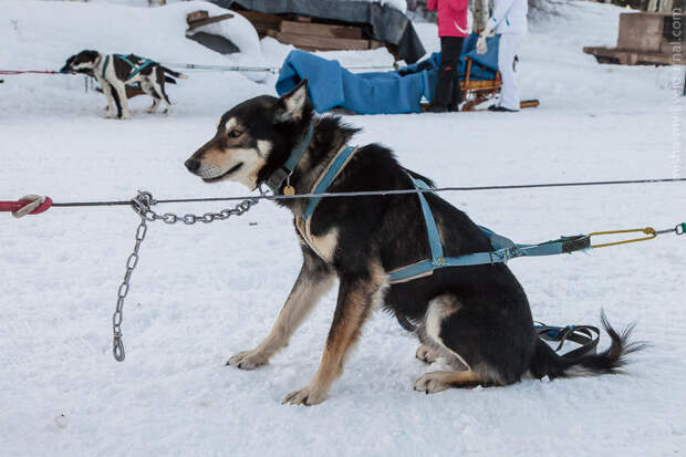 Ездовые собаки на горнолыжном курорте Aspen Snowmass