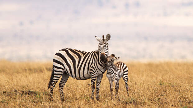Почему человек оседлал лошадь, а не зебру