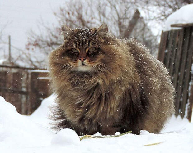 самые пушистые кошки в мире 