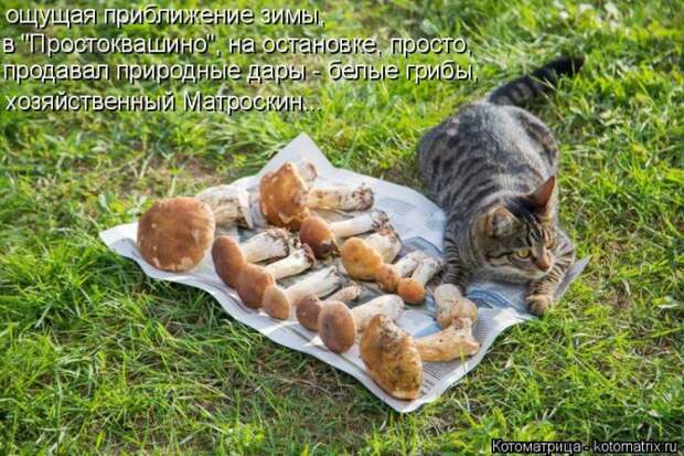 Лучшие котоматрицы недели (50 фото)