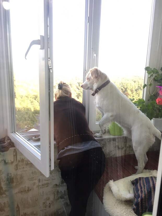 пес с хозяйкой у окна