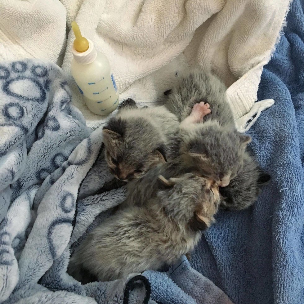 кошке сделали операцию новорожденные котята