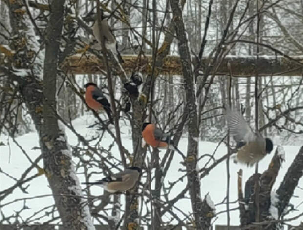 Почему снегирей не видно летом и появляются они только зимой