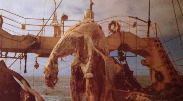 Находка Дзуйе-Мару Тушу загадочного морского зверя обнаружил в воде японский траулер «Дзуйе-Мару». Десять метров в длину, красные плавники и длинный хвост — пойди узнай, что это была за тварь. Капитан отдал приказ выкинуть останки за борт, так как впереди еще предстоял длинный рыболовный сезон. По счастью, рыбаки успели сделать хотя бы несколько фотографий.