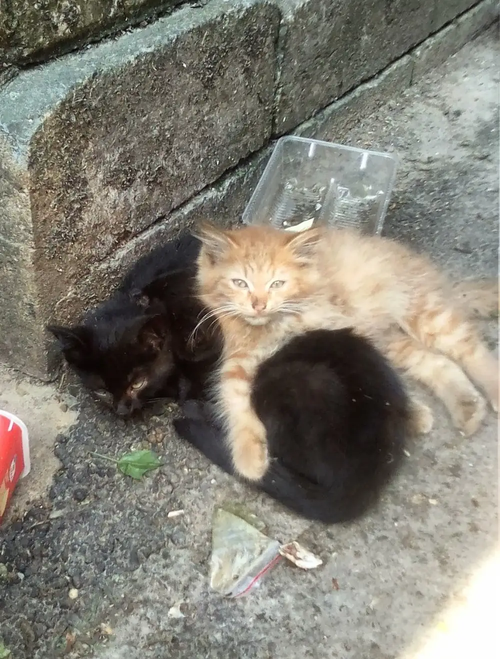 Покажи бедных котиков