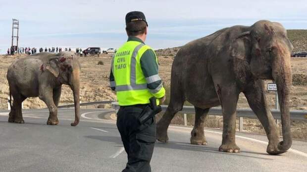 В Испании перевернулся грузовик, в котором перевозили цирковых слонов авария, авто, грузовик, дтп, животные, слон, фура, цирк