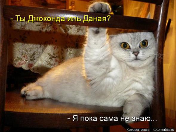 Котоматрицы(картинки с надписями)