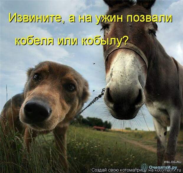 Смешные кошки в котоматрице 25