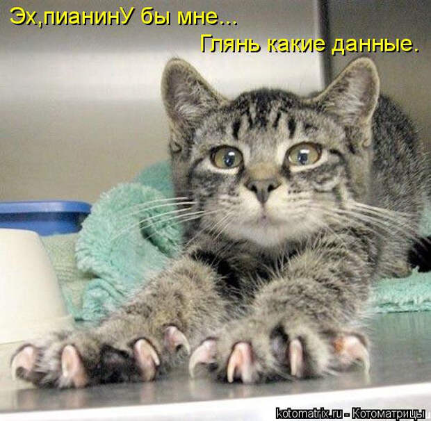 kotomatritsa_hT (600x587, 267Kb)