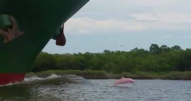 В Луизиане засняли дельфина с очень редким розовым окрасом