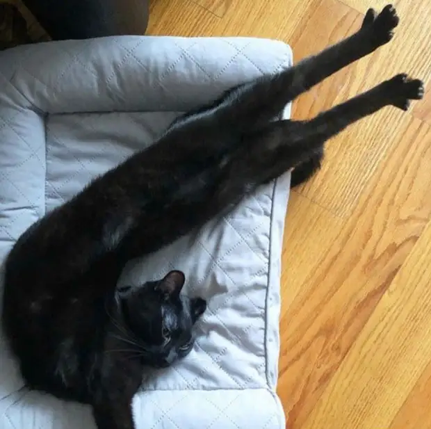 Bigpicture ru cats being weird weirdlilguys 6242d5c495f47 700