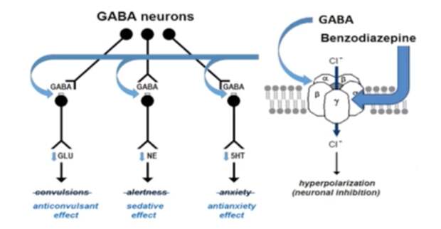Механизмы фармакологических эффектов бензодиазепинов.