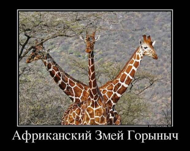 Демотиваторы