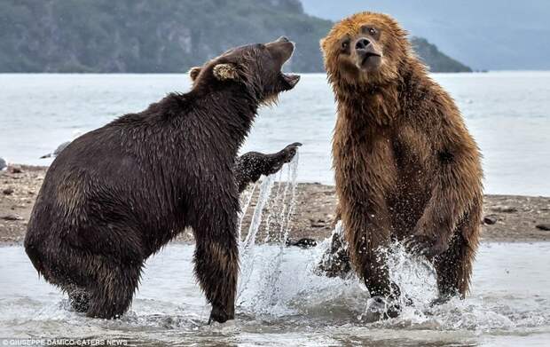 Битва титанов: как два медведя подрались за рыбку битва, животные, медведь, природа, рыба