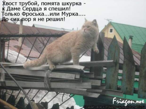 Котоматрица про Любовь