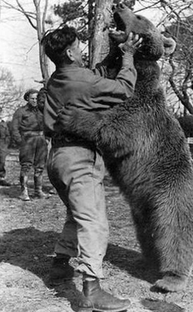 3. В Алабаме запрещен бой с медведем. абсурдные законы, законы сша, сша