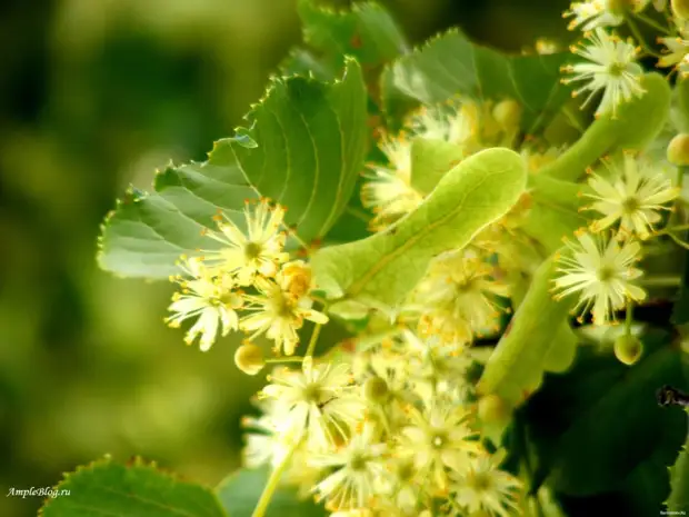 Липа мелколистная Tilia cordata
