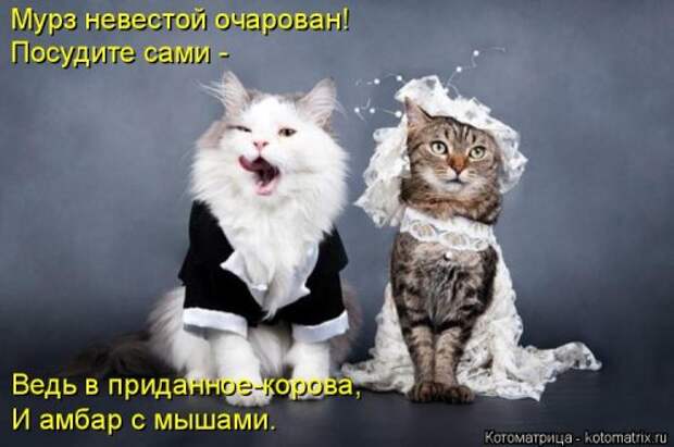 Лучшая котоматрица за неделю (31 шт)