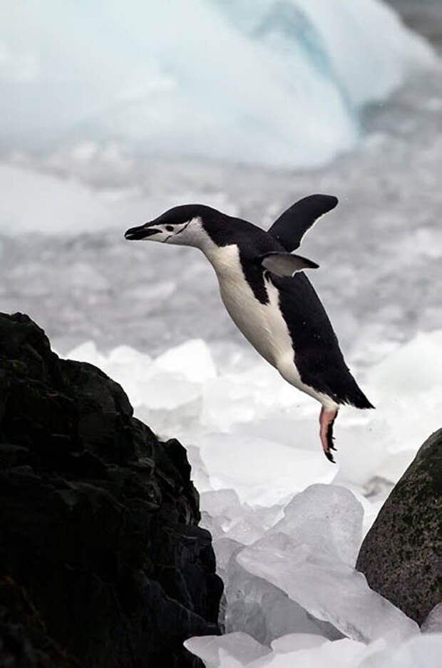 Фотография: Животные в полете №9 - BigPicture.ru