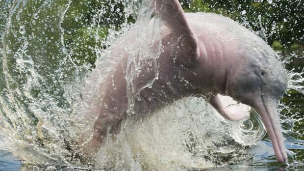 Китайский речной дельфин вымерли, животные, топ10