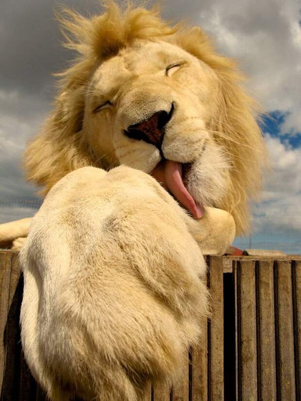 Дикие кошки