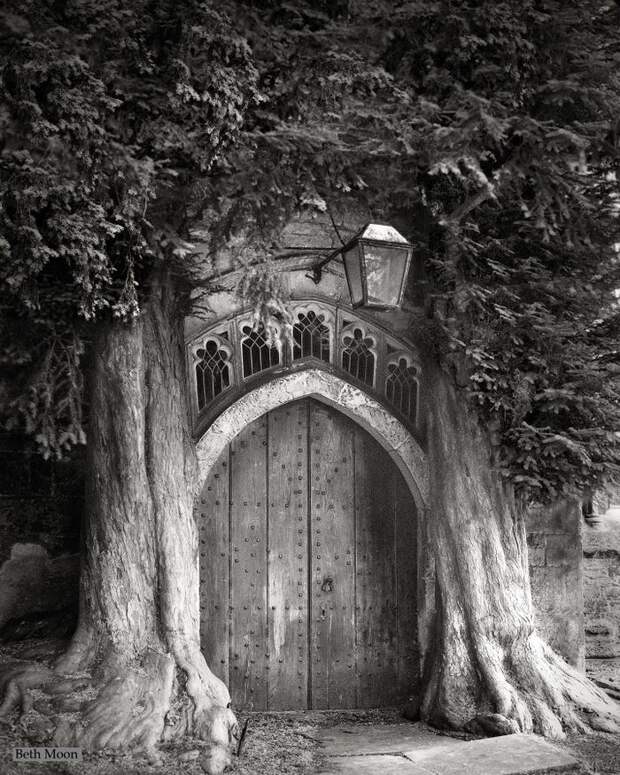Красивые фотографии самых старых и величественных деревьев в мире
