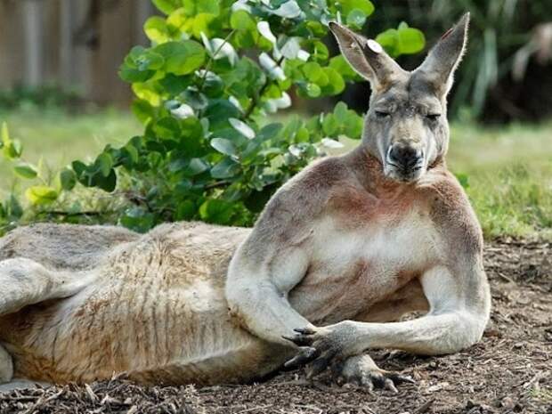 В Австралии кенгуру нокаутировал охотника, сломав ему челюсть